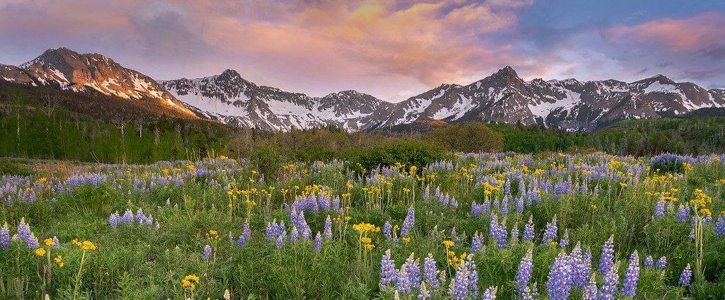 Telluride Wildflowers